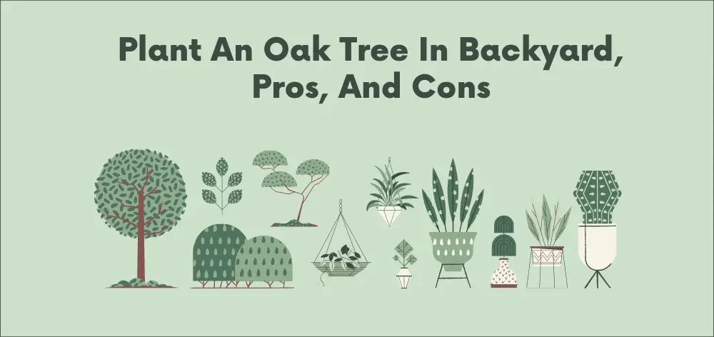 chinquapin oak pros and cons