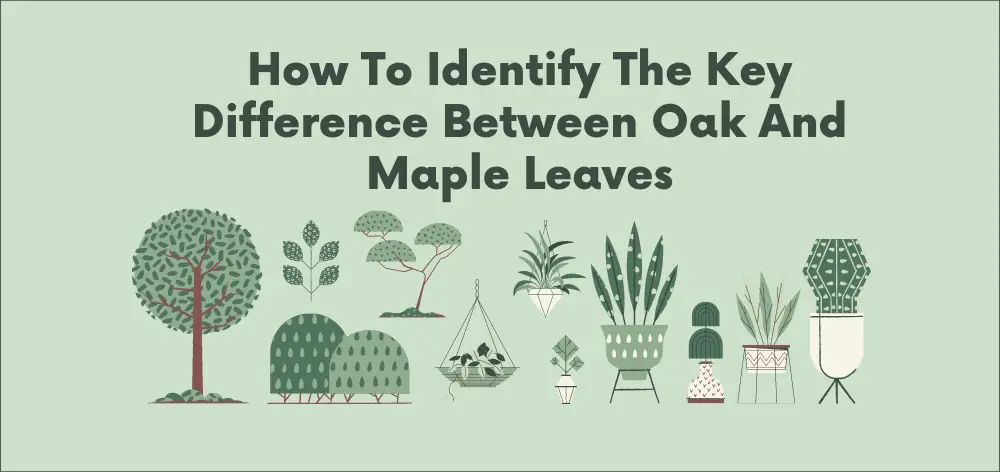 oak leaf vs maple leaf