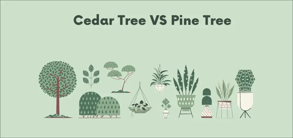 Cedar vs pine tree