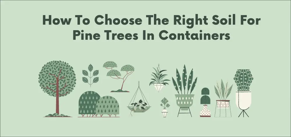 How To Choose The Right Soil For Pine Trees In Containers