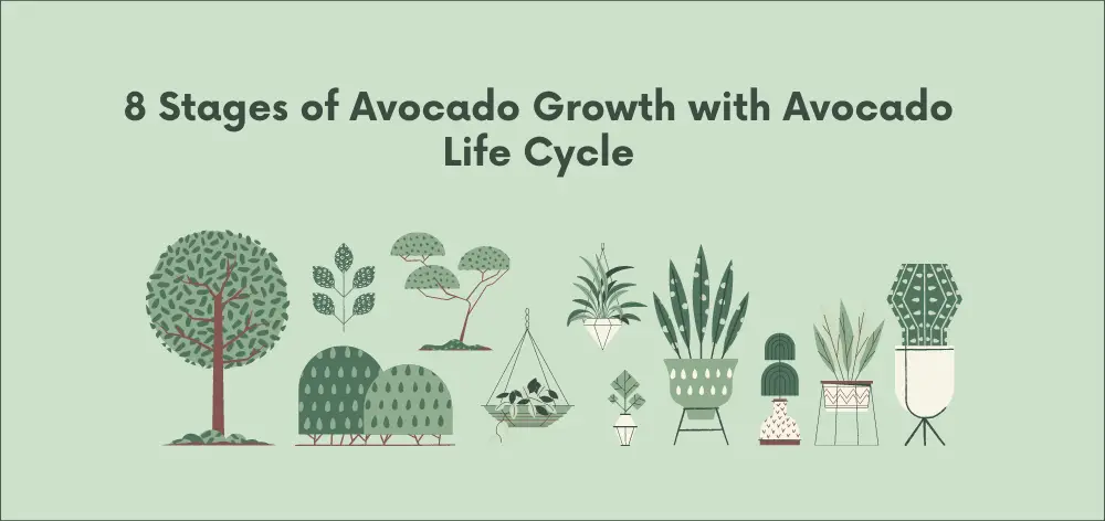 8 Stages of Avocado Growth with Avocado Life Cycle