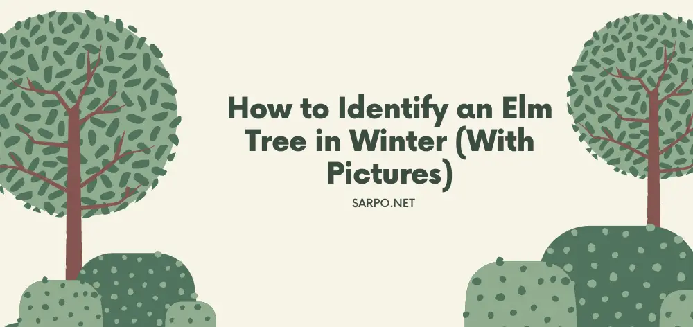 How to Identify an Elm Tree in Winter