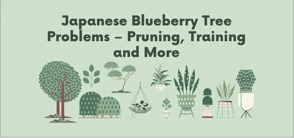 Japanese Blueberry Tree Problems