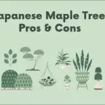 Japanese Maple Tree Pros & Cons