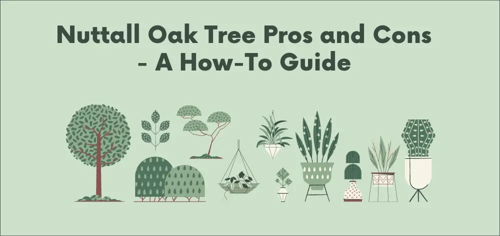 Nuttall Oak Tree Pros and Cons