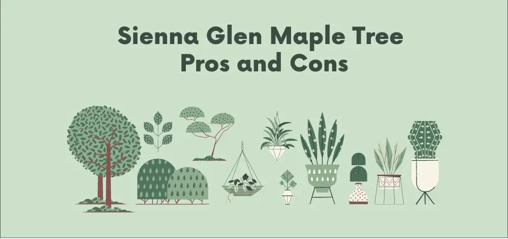 Sienna Glen Maple Tree Pros and Cons