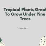 Tropical Plants Great To Grow Under Pine Trees