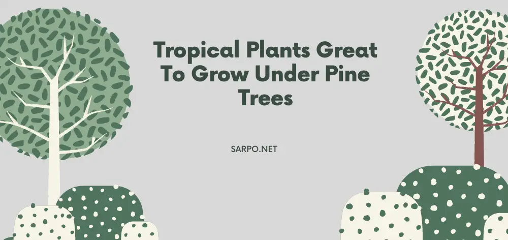 Tropical Plants Great To Grow Under Pine Trees