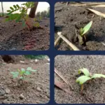 types of trees that grows in sandy soil
