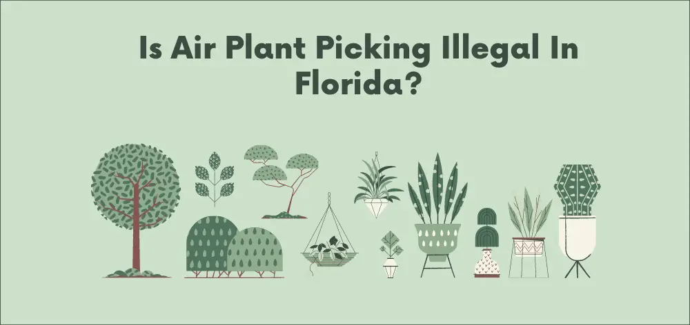 Is Air Plant Picking Illegal in Florida?