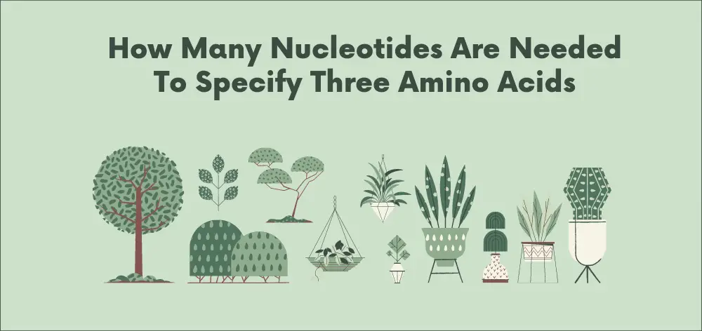 how many nucleotides are needed to specify three amino acids