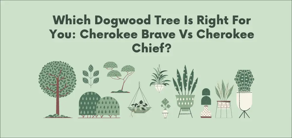 Which Dogwood Tree is Right for You: Cherokee Brave vs Cherokee Chief?