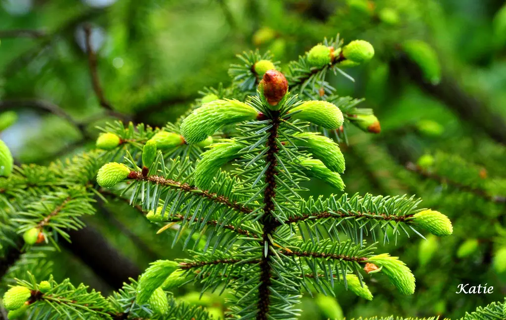 Evergreen Trees with Non Invasive Roots