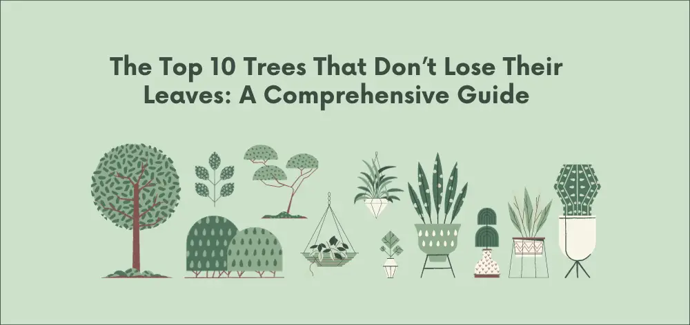 Trees That Don't Lose Their Leaves