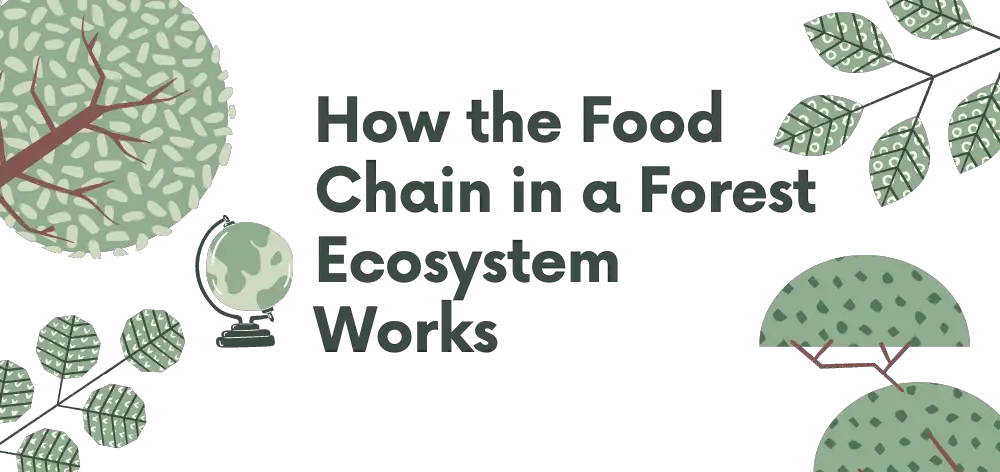 Food Chain in a Forest Ecosystem