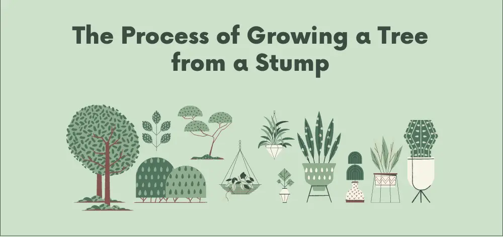 The Process of Growing a Tree from a Stump