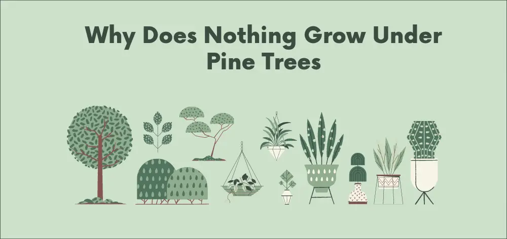 Why Does Nothing Grow under Pine Trees?