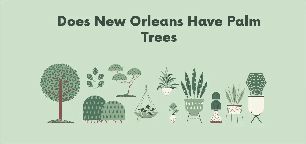 are there palm trees in new orleans