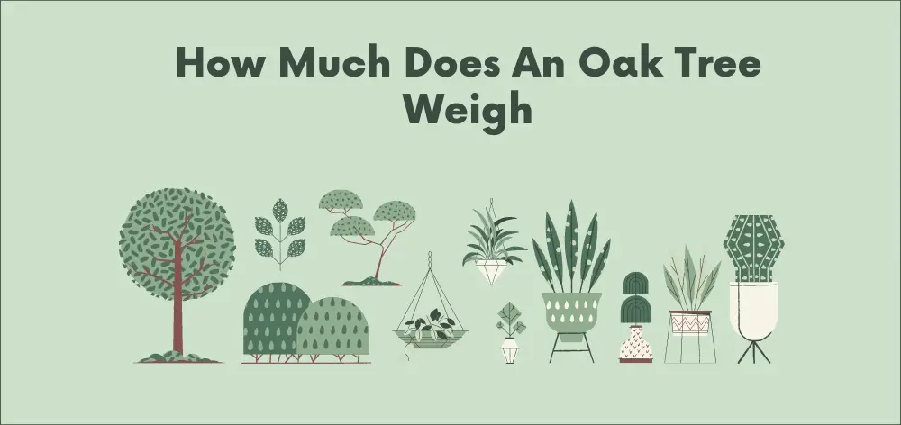 oak tree weight