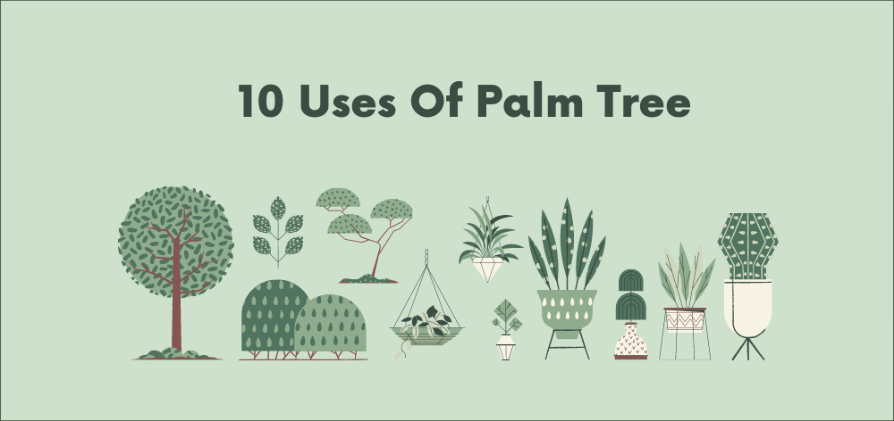 uses of palm tree