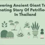 ancient giant trees found petrified in thailand