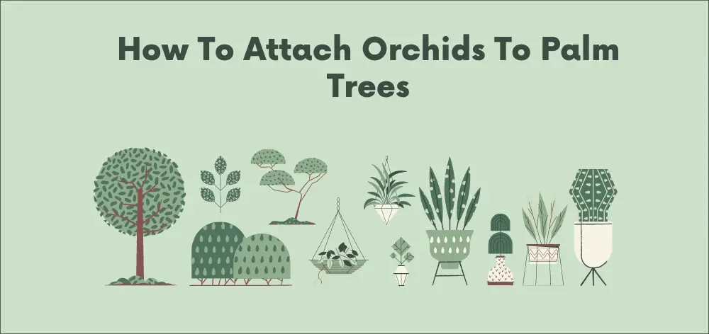 How To Attach Orchids To Palm Trees