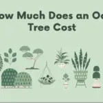 How Much Does a Oak Tree Cost