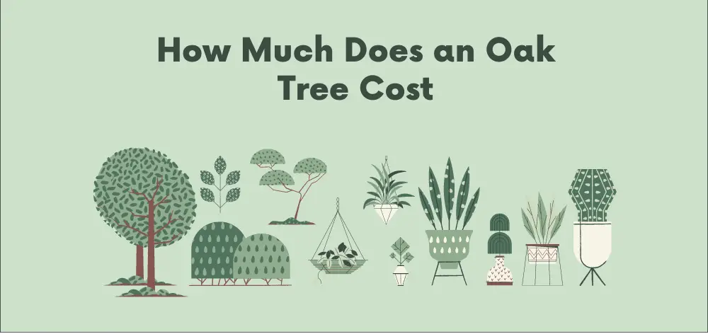 How Much Does an Oak Tree Cost
