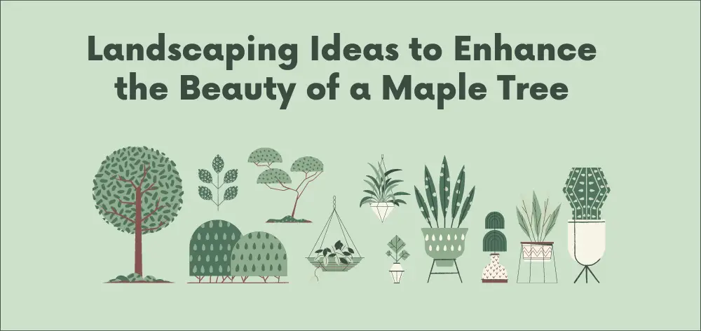 Everything You Need to Know About Landscaping Under Maple Trees