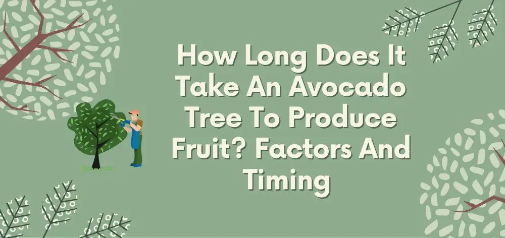 how long does it take an avocado tree to produce fruits