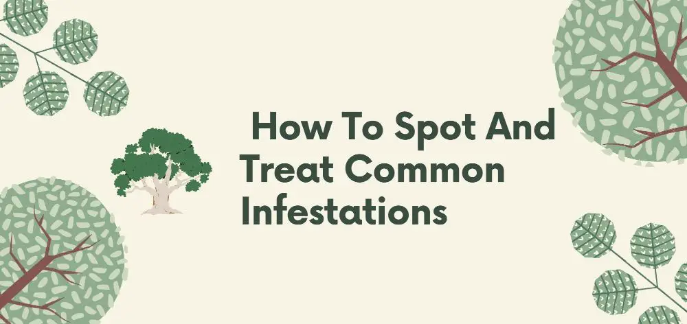 how to spot and treat common infestations