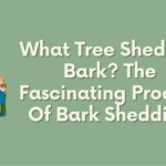 what tree sheds its bark