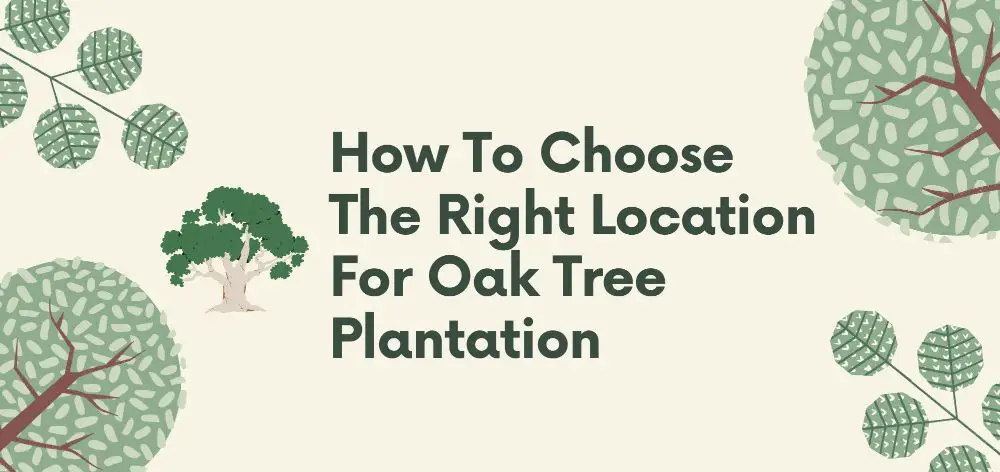 how to choose the right locations for oak tree plantation