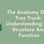the anatomy of a tree trunk