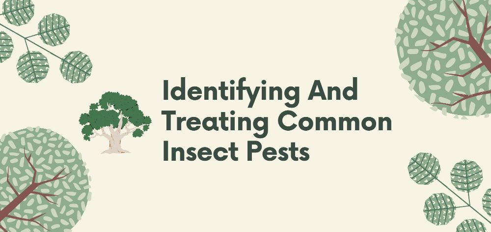 identifying and treating common insect pests