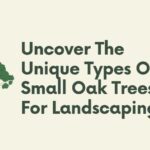 unique types of small oak trees for landscaping