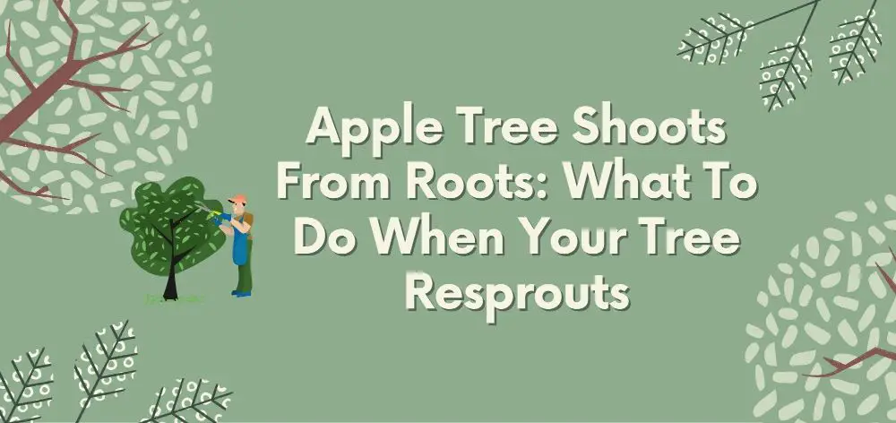 what to do when your tree resprouts
