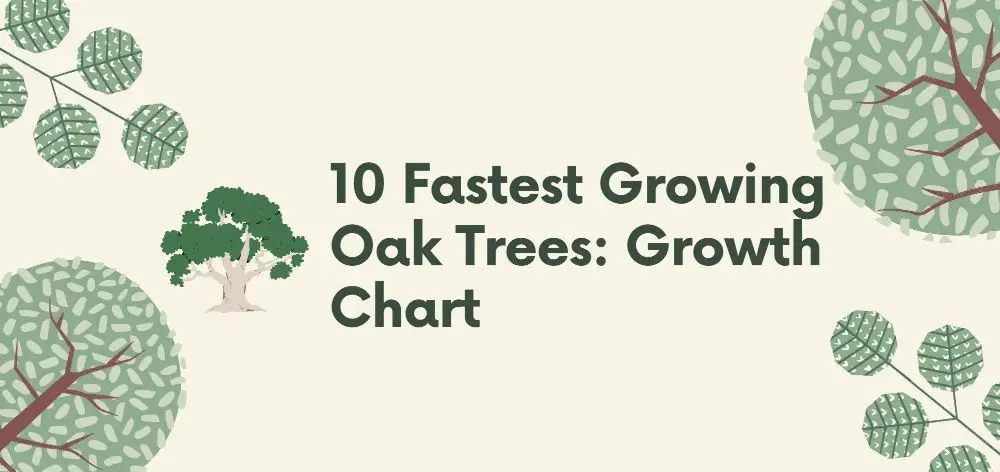 10 fastest growing oak trees growth chart