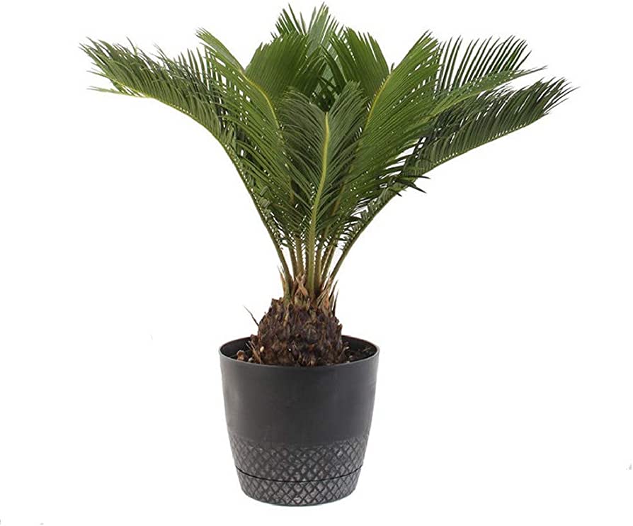 How Fast Does Sago Palm Grow? Revealing Growth Rates & Tips