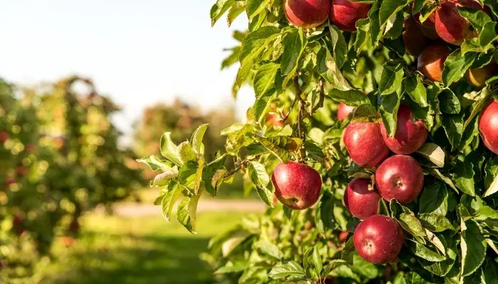 Boost Your Apple Tree Harvest with These Companion Plants