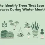 Trees That Lose Their Leaves