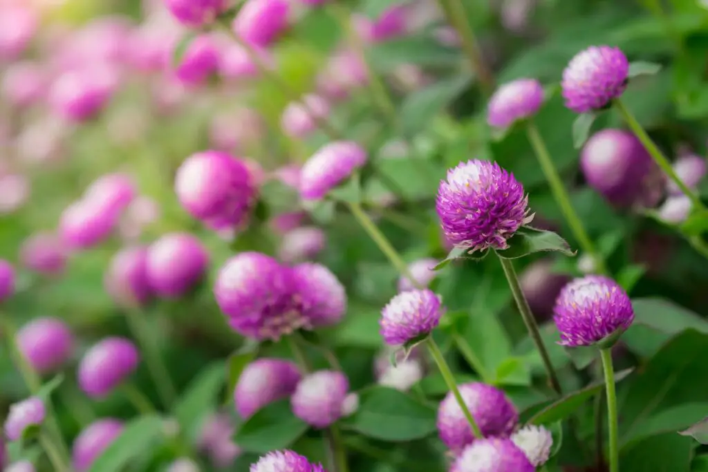 10 Vibrant Low Growing Perennials That Bloom All Summer