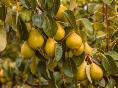 How to Properly Care for a Thriving Pear Tree: Essential Tips