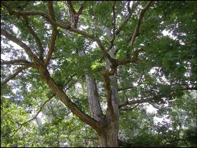 Why is Your Oak Tree Trunk Turning Black? Fix it with These Tips!