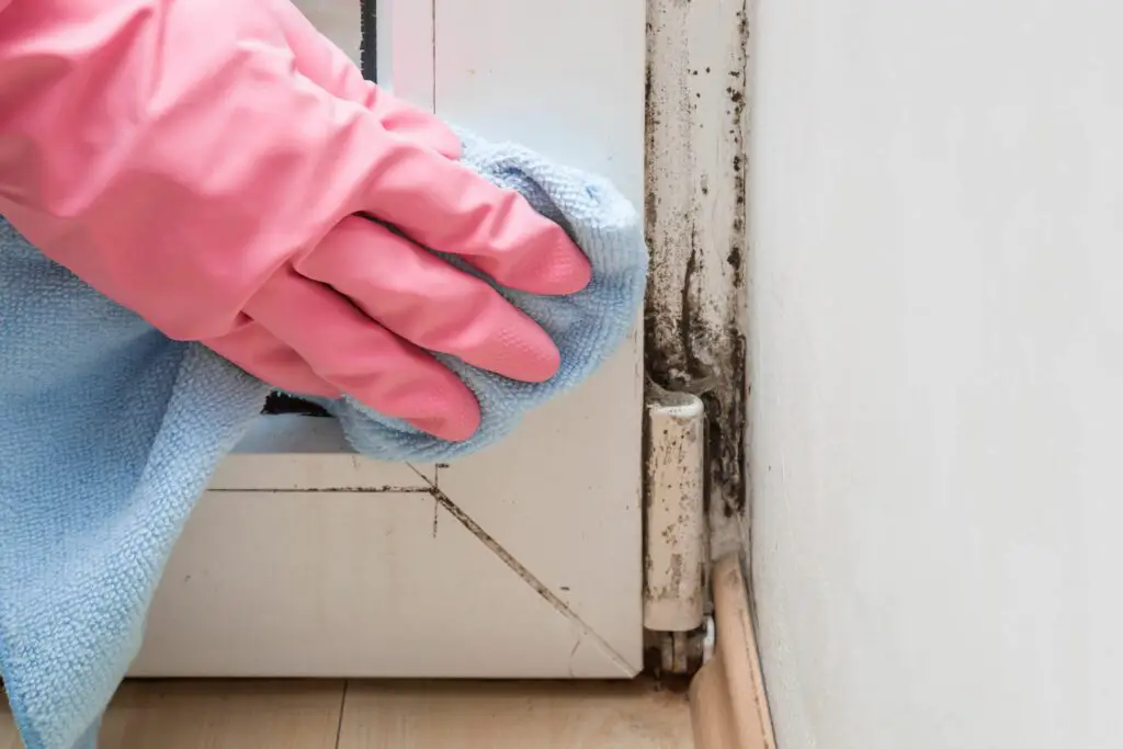 How to Safely and Easily Remove Mildew from Wood Surfaces