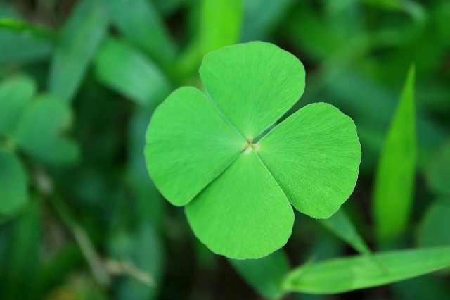 How Rare are Four Leaf Clovers? Unveiling their Elusive Nature