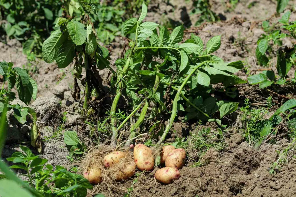 How to Plant Potatoes in a Pot
