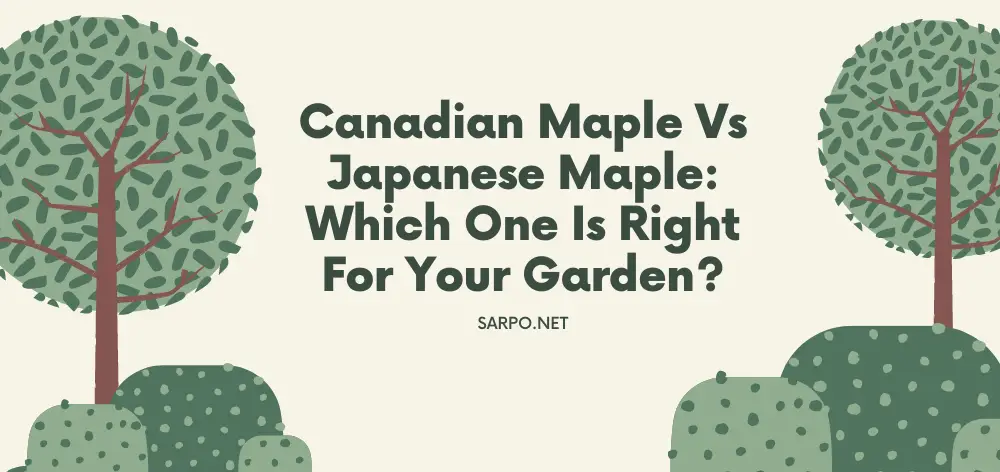 Canadian Maple vs Japanese Maple