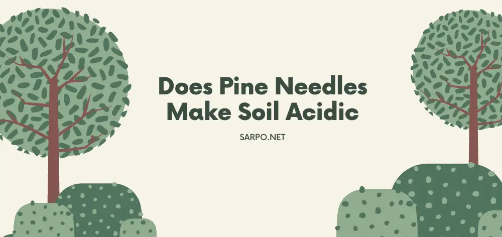 Does Pine Needles Make Soil Acidic