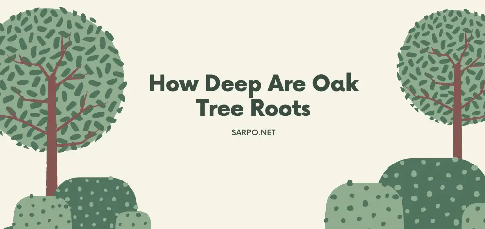 How Deep are Oak Tree Roots